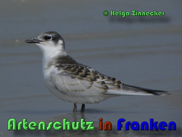 Copyright AiS Helga Zinnecker Bild zum Eintrag (53445-160)