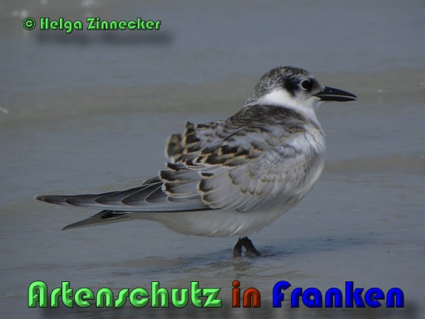 Copyright AiS Helga Zinnecker Bild zum Eintrag (53446-160)