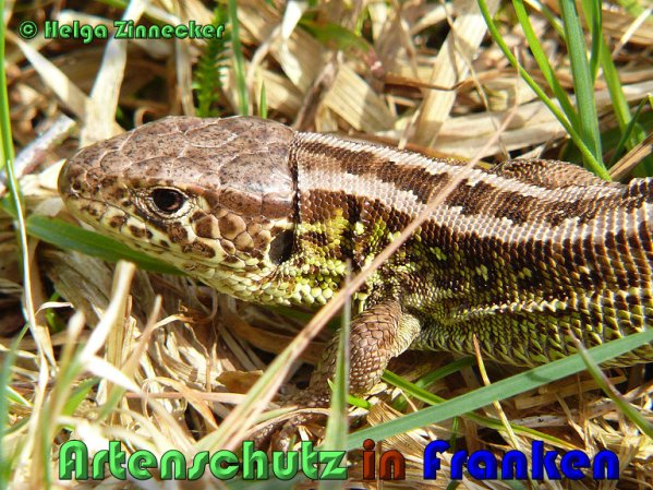 Copyright AiS Helga Zinnecker Bild zum Eintrag (53464-160)