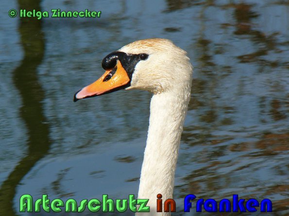 Copyright AiS Helga Zinnecker Bild zum Eintrag (53470-160)