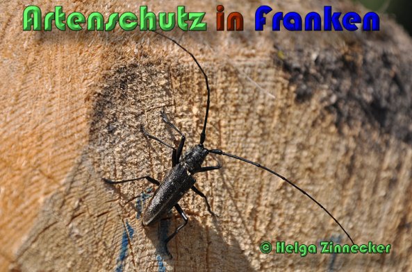 Copyright AiS Helga Zinnecker Bild zum Eintrag (53473-160)