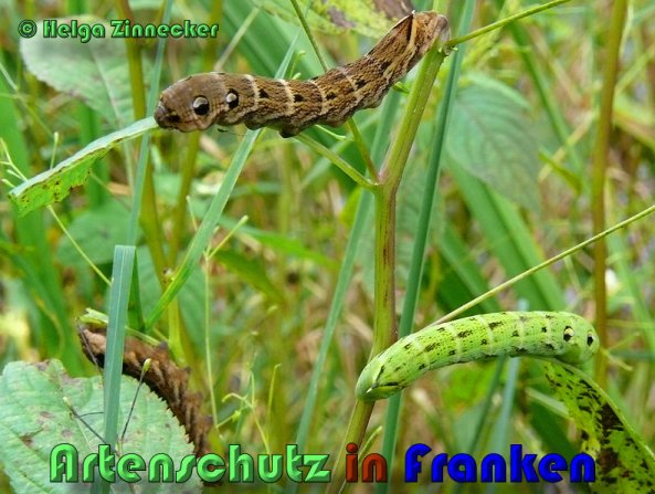 Copyright AiS Helga Zinnecker Bild zum Eintrag (53477-160)