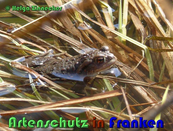Copyright AiS Helga Zinnecker Bild zum Eintrag (53478-160)
