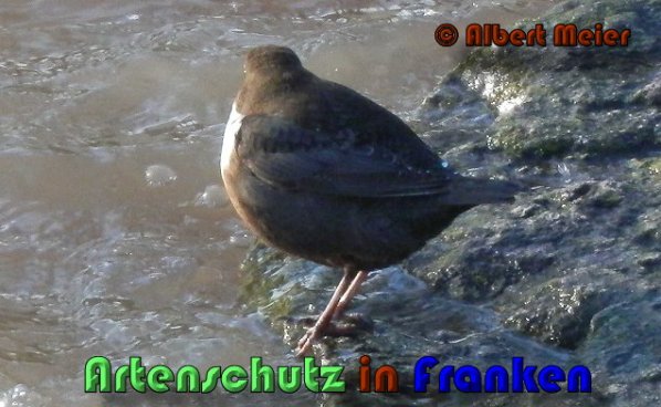 Copyright AiS Albert Meier Bild zum Eintrag (53496-160)