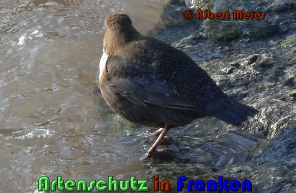 Copyright AiS Albert Meier Bild zum Eintrag (53497-160)