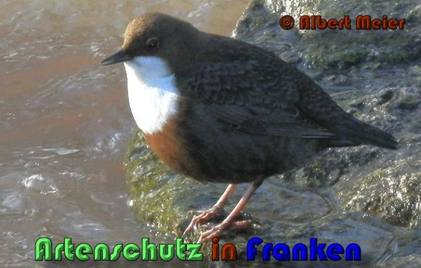 Copyright AiS Albert Meier Bild zum Eintrag (53501-160)