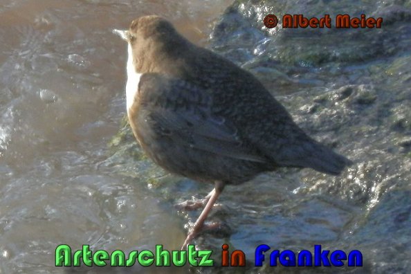 Copyright AiS Albert Meier Bild zum Eintrag (53502-160)