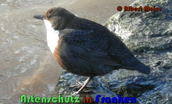 Copyright AiS Albert Meier Bild zum Eintrag (53503-160)