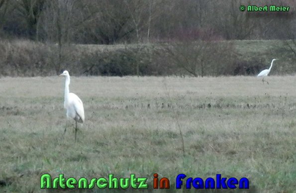 Copyright AiS Albert Meier Bild zum Eintrag (53506-160)
