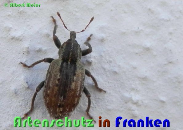 Copyright AiS Albert Meier Bild zum Eintrag (53563-160)