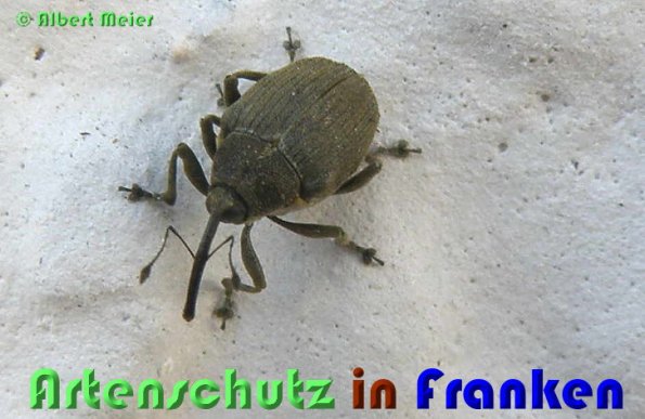 Copyright AiS Albert Meier Bild zum Eintrag (53567-160)