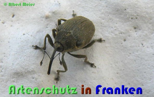 Copyright AiS Albert Meier Bild zum Eintrag (53569-160)