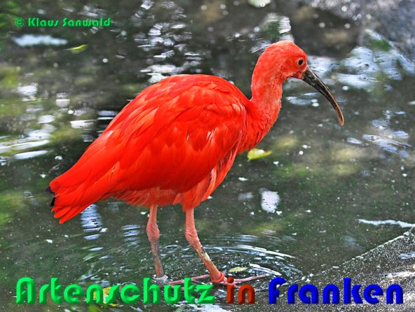 Copyright AiS Klaus Sanwald Bild zum Eintrag (53575-160)