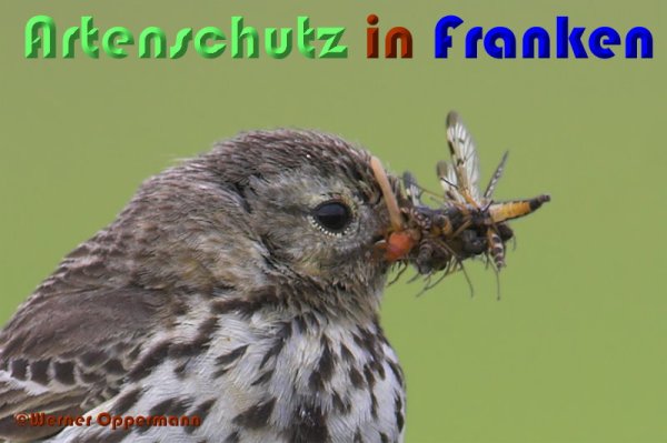Copyright AiS Werner Oppermann Bild zum Eintrag (53603-160)