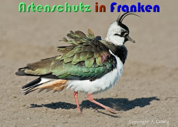 Copyright AiS Andy Gehrig Bild zum Eintrag (53684-160)