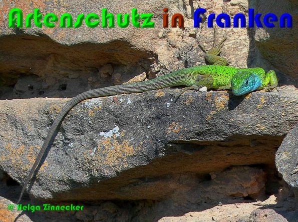 Copyright AiS Helga Zinnecker Bild zum Eintrag (53691-160)