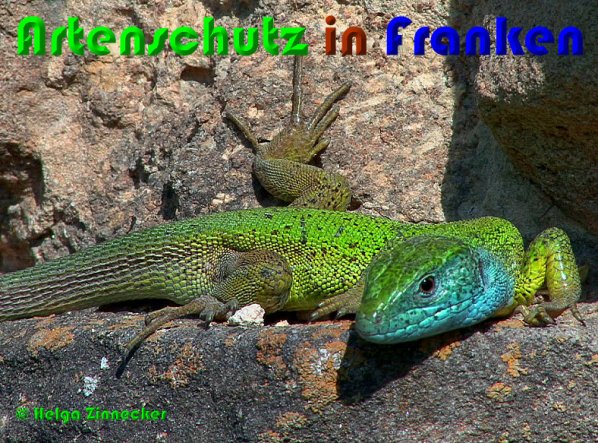 Copyright AiS Helga Zinnecker Bild zum Eintrag (53692-160)
