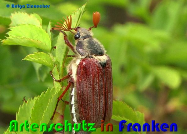 Copyright AiS Helga Zinnecker Bild zum Eintrag (53746-160)
