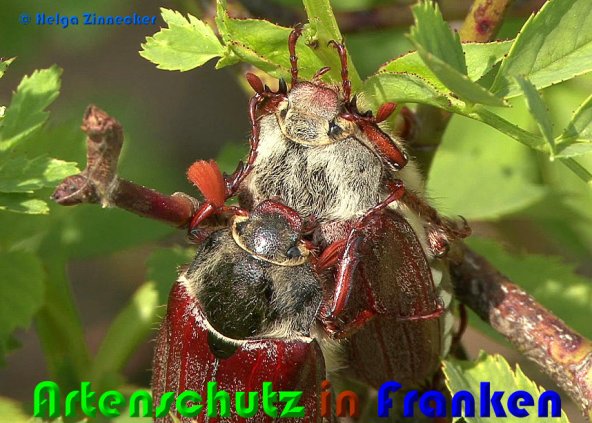 Copyright AiS Helga Zinnecker Bild zum Eintrag (53747-160)