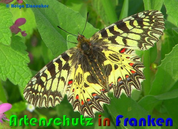 Copyright AiS Helga Zinnecker Bild zum Eintrag (53776-160)