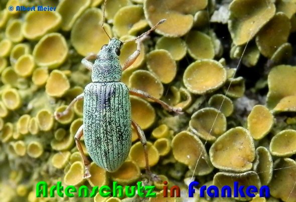 Copyright AiS Albert Meier Bild zum Eintrag (53827-160)