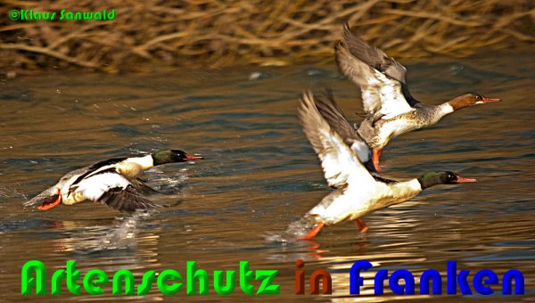Copyright AiS Klaus Sanwald Bild zum Eintrag (53874-160)