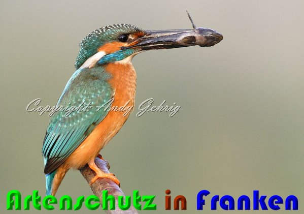 Copyright AiS Andy Gehrig Bild zum Eintrag (53883-160)