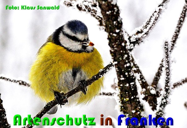 Copyright AiS Klaus Sanwald Bild zum Eintrag (53893-160)
