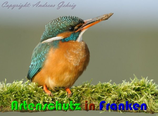 Copyright AiS Andreas Gehrig Bild zum Eintrag (53895-160)