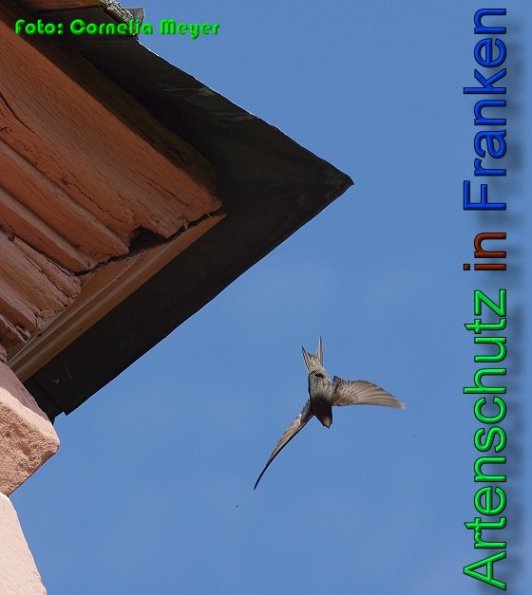 Copyright AiS Cornelia Meyer Bild zum Eintrag (53900-160)