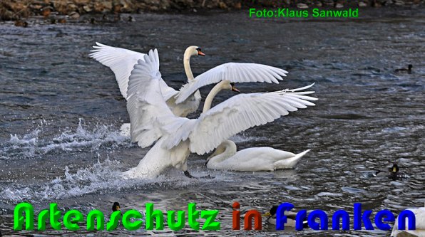 Copyright AiS Klaus Sanwald Bild zum Eintrag (54018-160)
