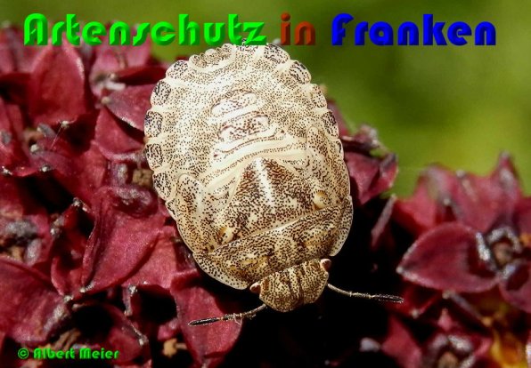Bild zum Eintrag (54080-160)