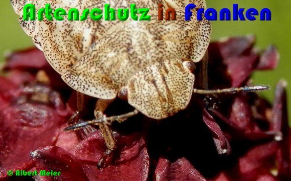 Bild zum Eintrag (54081-160)