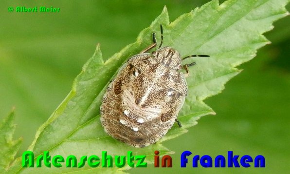 Bild zum Eintrag (54082-160)
