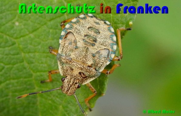 Bild zum Eintrag (54095-160)