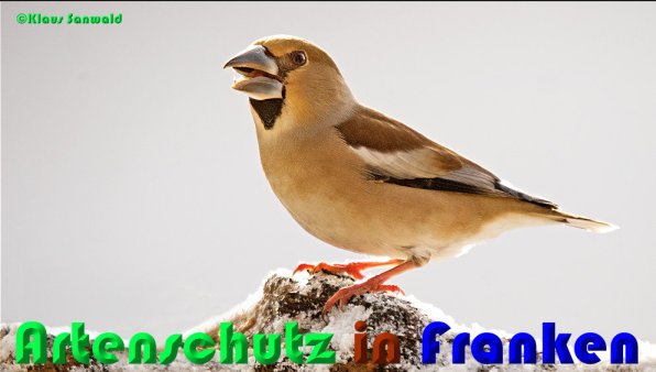 Copyright AiS Klaus Sanwald Bild zum Eintrag (54250-160)