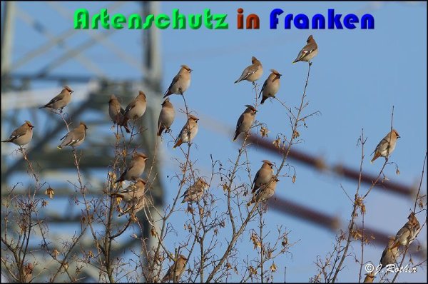 Copyright AiS Johannes Rother Bild zum Eintrag (54260-160)