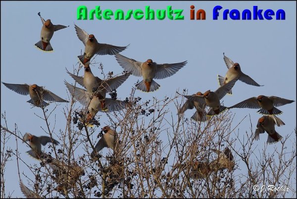 Copyright AiS Johannes Rother Bild zum Eintrag (54261-160)