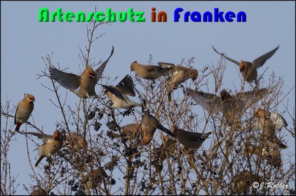 Copyright AiS Johannes Rother Bild zum Eintrag (54262-160)