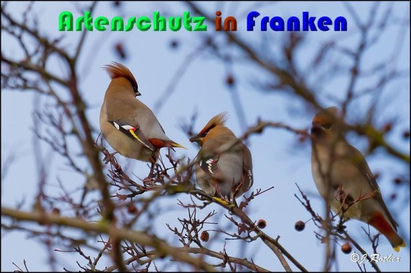 Copyright AiS Johannes Rother Bild zum Eintrag (54263-160)