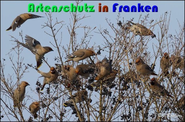 Copyright AiS Johannes Rother Bild zum Eintrag (54264-160)