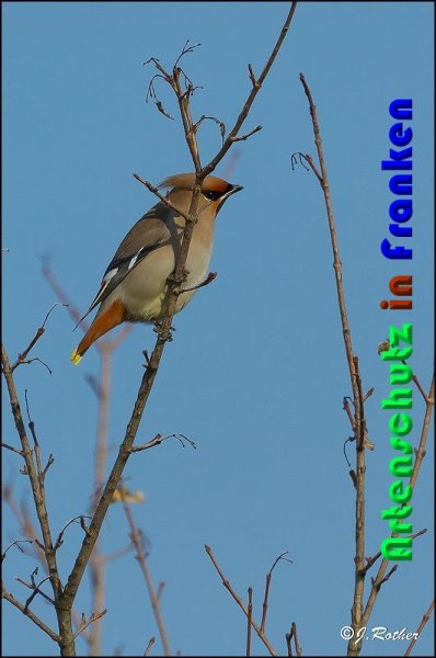 Copyright AiS Johannes Rother Bild zum Eintrag (54265-160)