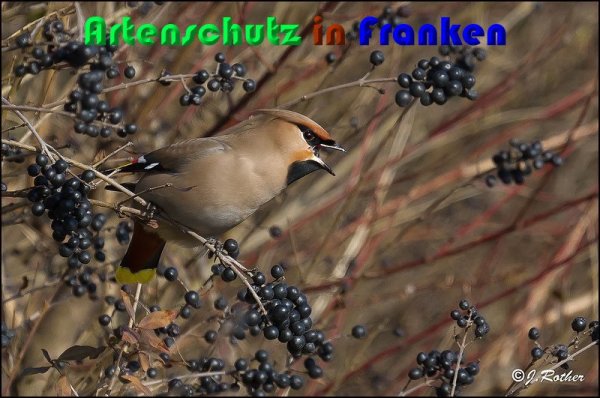 Copyright AiS Johannes Rother Bild zum Eintrag (54269-160)