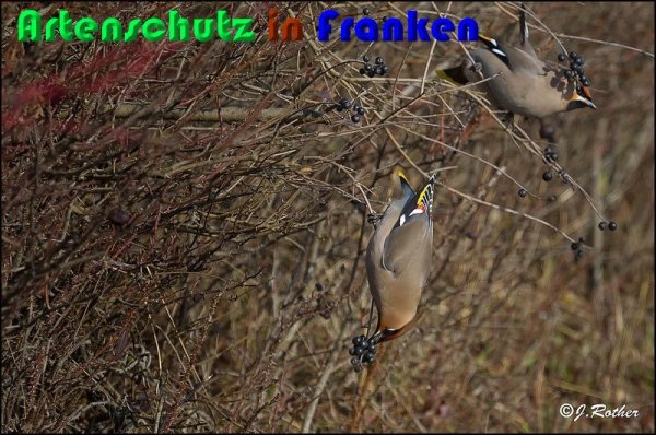 Copyright AiS Johannes Rother Bild zum Eintrag (54270-160)