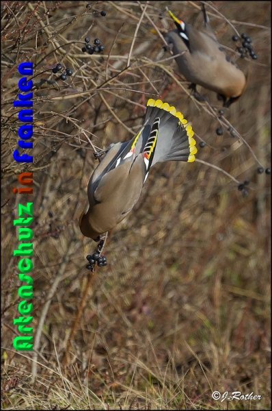 Copyright AiS Johannes Rother Bild zum Eintrag (54271-160)