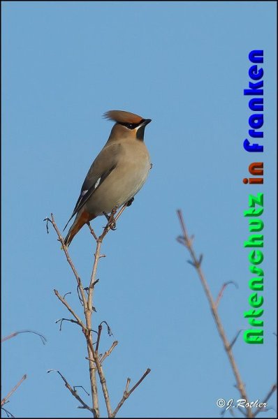 Copyright AiS Johannes Rother Bild zum Eintrag (54272-160)