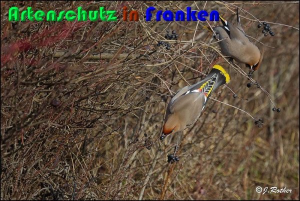 Copyright AiS Johannes Rother Bild zum Eintrag (54273-160)