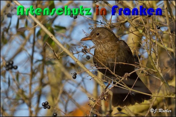 Copyright AiS Johannes Rother Bild zum Eintrag (54282-160)