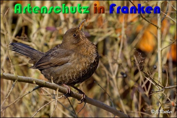 Copyright AiS Johannes Rother Bild zum Eintrag (54283-160)