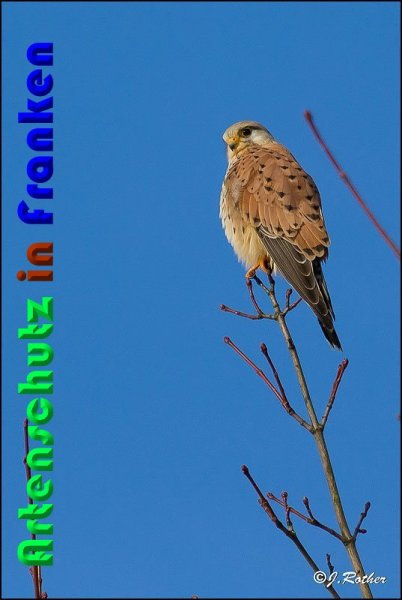 Copyright AiS Johannes Rother Bild zum Eintrag (54287-160)